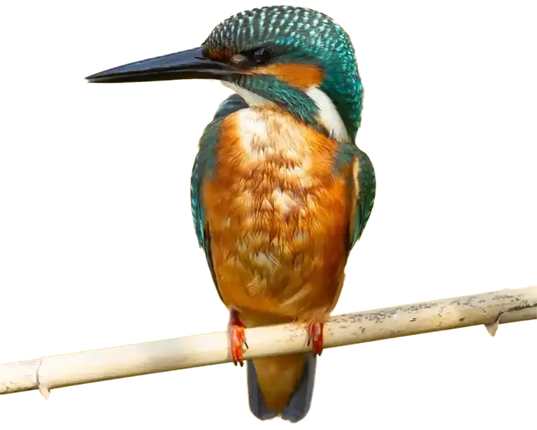 Eisvogel als Symbol für Werbeagentur Mosbach